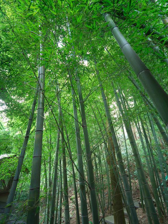 ฮาโกเน่ โทกิโนชิซูกุ Hotel ภายนอก รูปภาพ Bamboo forest